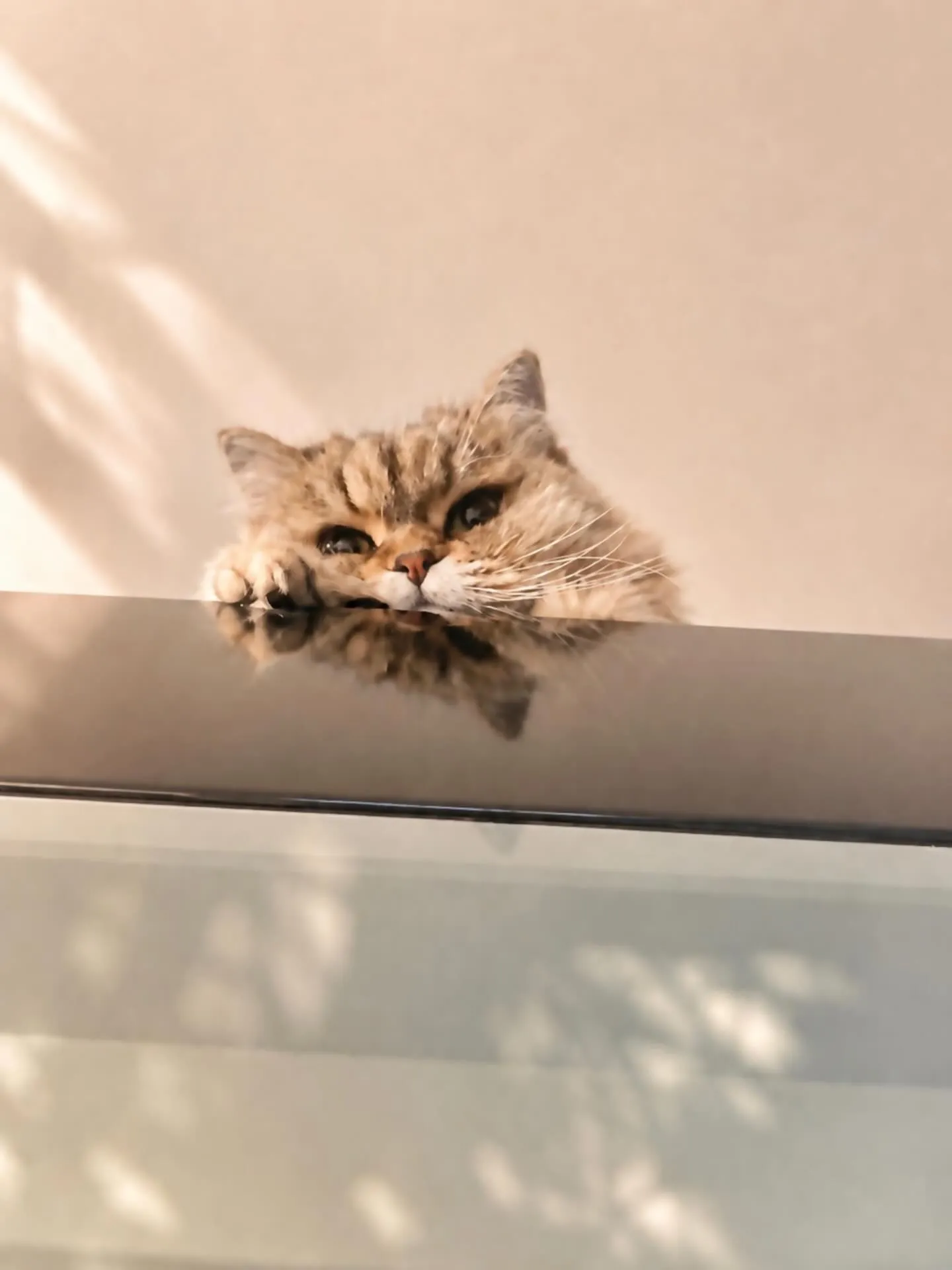 今日の猫🐈
